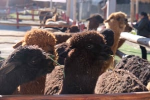 Besøg i kamelcenter i Cusco: Alpacaer, kultur og vævning