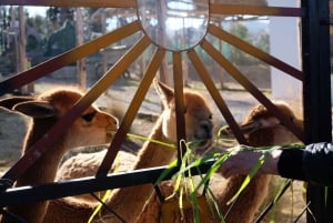 Besøg i kamelcenter i Cusco: Alpacaer, kultur og vævning