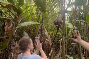 Canopy Tower, zipline, kajakk og Monkey Island ...