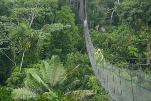 Canopy Tower, Zipline, Kayak, and Monkey Island …