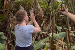 Canopy Tower, Zipline, Kayak, and Monkey Island …