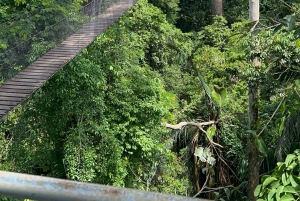 Canopy Tower, Zipline, Kayak, and Monkey Island …