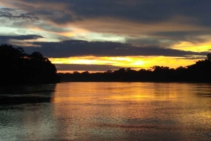 Capibara and caiman search on the Tambopata river