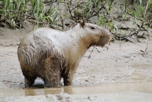 Capibara and caiman search on the Tambopata river