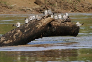 Capibara and caiman search on the Tambopata river
