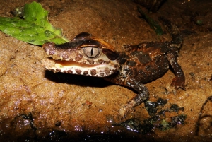 Capibara and caiman search on the Tambopata river