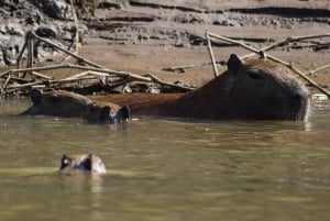Capibara and caiman search on the Tambopata river