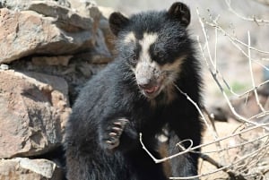 Chiclayo: Chaparri Ecological Reserve Tour