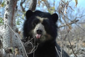 Chiclayo: Visita à Reserva Ecológica Chaparri