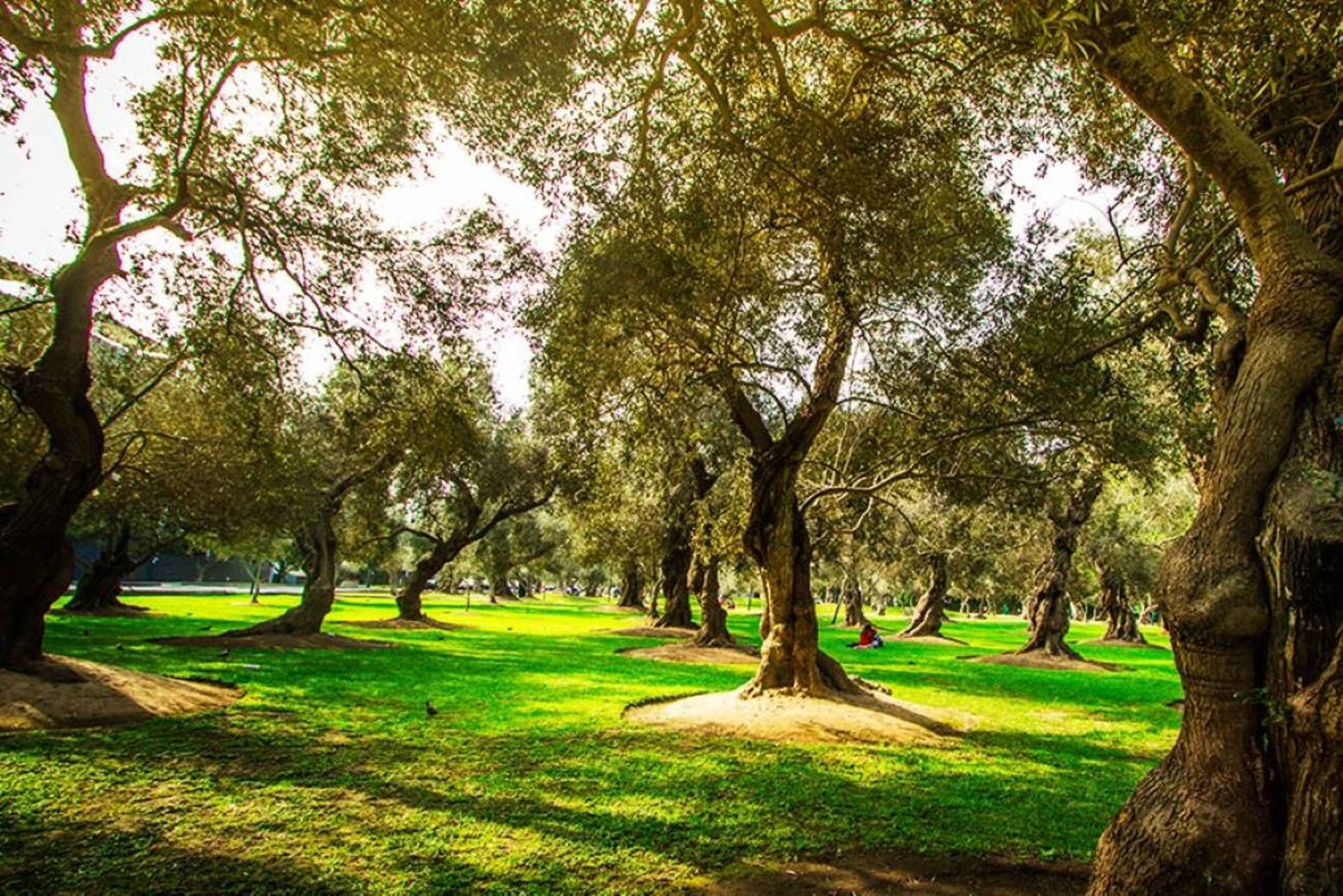 City Tour Colonial and Modern Lima for 5 Hours