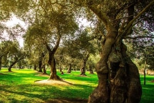 Wycieczka po mieście Kolonialna i nowoczesna Lima przez 5 godzin