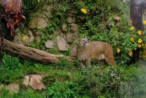 Cochahuasi Animal Sanctuary Ticket + Special Tour