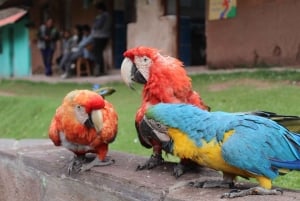 Cochahuasi Animal Sanctuary Ticket + Special Tour