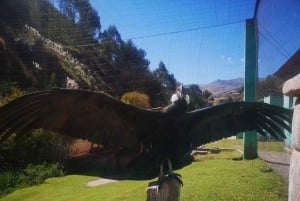 Cochahuasi Animal Sanctuary Ticket + Special Tour