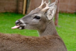 Cochahuasi Animal Sanctuary Ticket + Special Tour