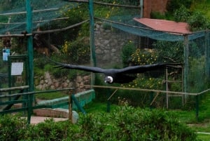 Cochahuasi Animal Sanctuary Ticket + Special Tour