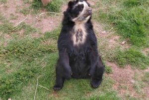 Cochahuasi Animal Sanctuary Ticket + Special Tour