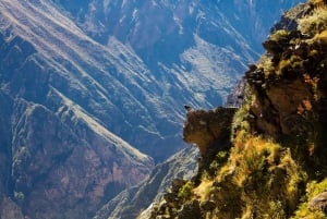 Colca 1 dag fra Arequipa med afslutning i Puno