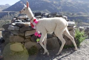 COLCA: A day trip + hike over the canyon