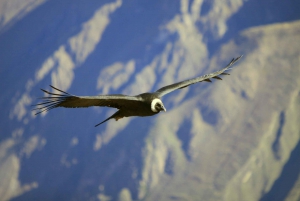 Colca Canyon: 2-Day Tour from Arequipa to Puno