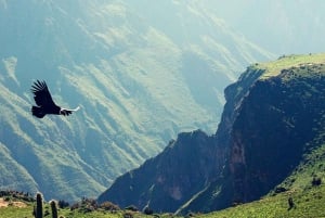 From Arequipa: 1-Day Colca Canyon Tour with Transfer to Puno