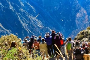Excursión de un día al Cañón del Colca con traslado a puno