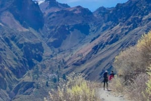 Colca Canyon Day Trip with transfer to puno