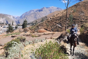 Colca: cabalgata con caballo de paso peruano
