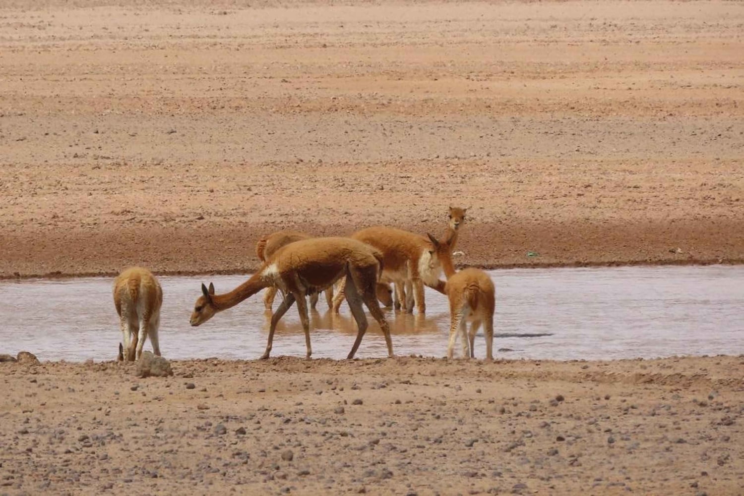 Cruz del Cóndor: een tweedaagse rondleiding vanuit Puno
