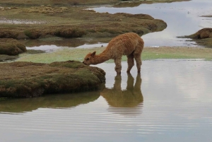 Cruz del Cóndor: een tweedaagse rondleiding vanuit Puno