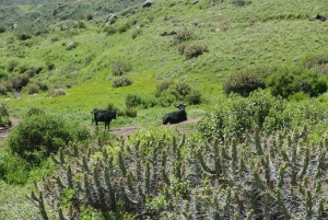 Cruz del Cóndor: een tweedaagse rondleiding vanuit Puno