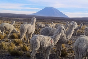 Cruz del Cóndor: een tweedaagse rondleiding vanuit Puno