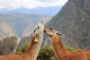 Cusco: 2-Day Humantay Lake and Machu Picchu Tour