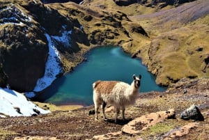 Cusco: 4-dages Lares Trek til Machu Picchu med panoramatog
