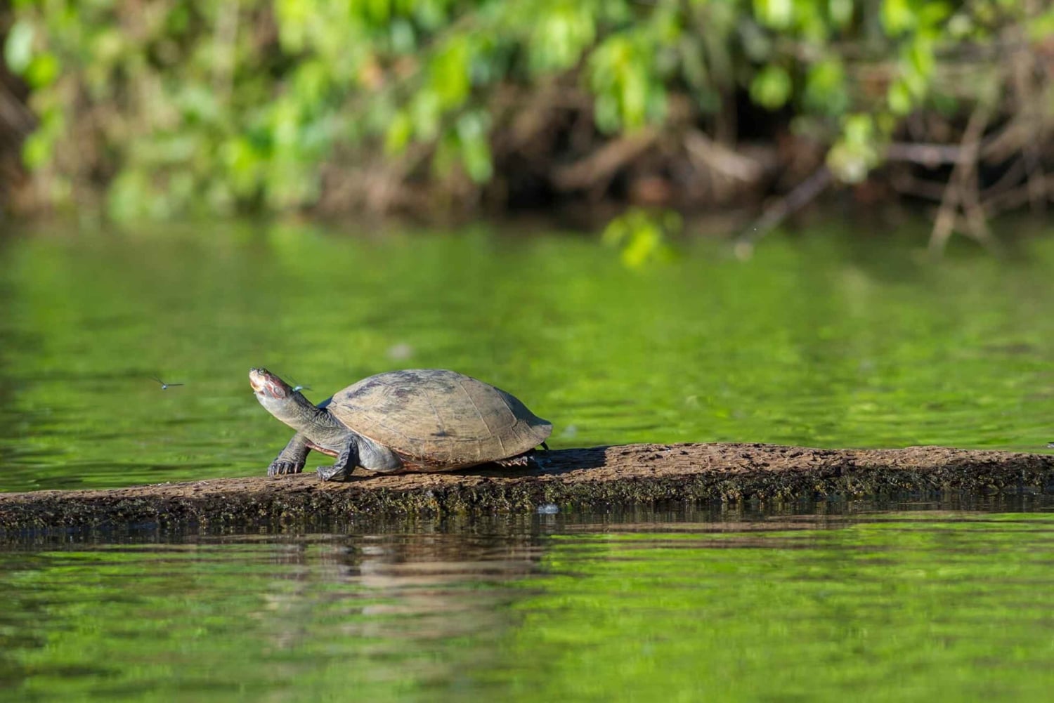 Z Cusco: 6-dniowa wycieczka do Parku Narodowego Manu
