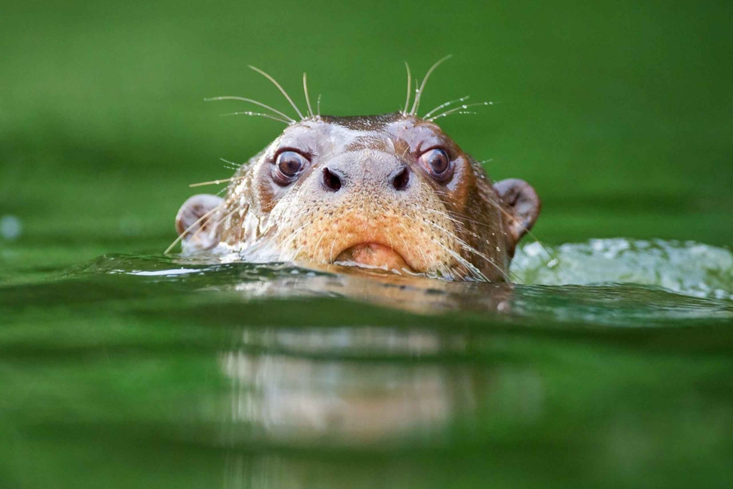 Z Cusco: 6-dniowa wycieczka do Parku Narodowego Manu