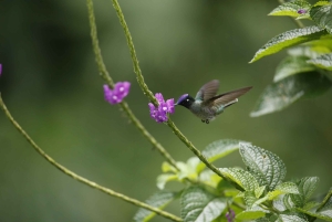 Z Cusco: 6-dniowa wycieczka do Parku Narodowego Manu