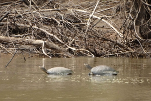 Z Cusco: 6-dniowa wycieczka do Parku Narodowego Manu