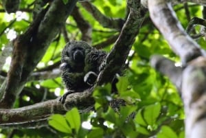 Z Cusco: 6-dniowa wycieczka do Parku Narodowego Manu