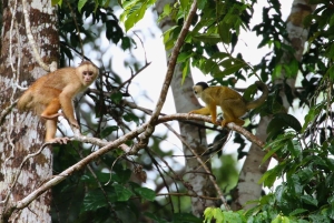 Z Cusco: 6-dniowa wycieczka do Parku Narodowego Manu