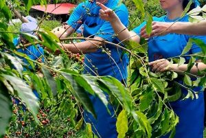 Cusco: 4-Day Salkantay Trek to Machu Picchu, Panoramic Train