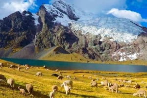 Cusco : Excursion d'une journée aux 7 lagunes d'Ausangate avec déjeuner