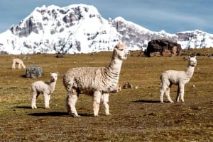 Cusco: 7 laguner i Ausangate vandring dagstur med lunch