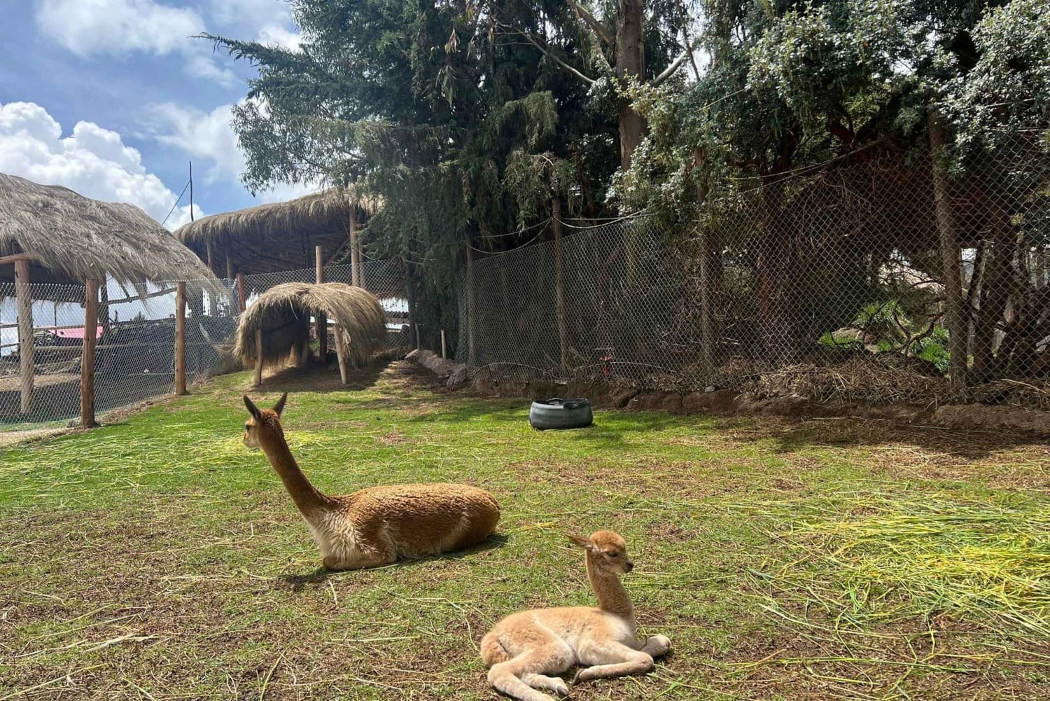 Cusco: Alpaca and Llama Farm Tour w/ Transfer & Weaving Demo