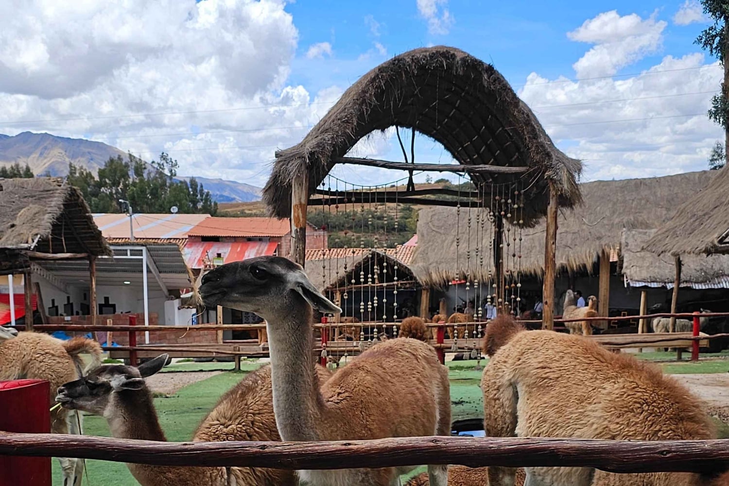 Cusco: Alpaca and Llama Farm Tour w/ Transfer & Weaving Demo