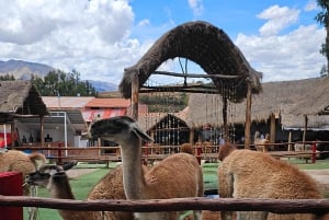 Cusco: Alpaca and Llama Farm Tour w/ Transfer & Weaving Demo