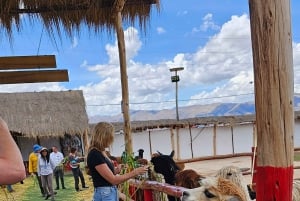 Cusco: Alpaca and Llama Farm Tour w/ Transfer & Weaving Demo
