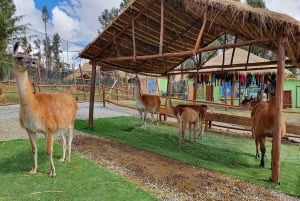 Cusco: Alpaca and Llama Farm Tour w/ Transfer & Weaving Demo