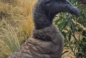 Cusco: Alpaca and Llama Farm Tour w/ Transfer & Weaving Demo