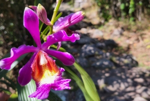 Cusco: Amazing Classic Inca Trail 4 Days & Train